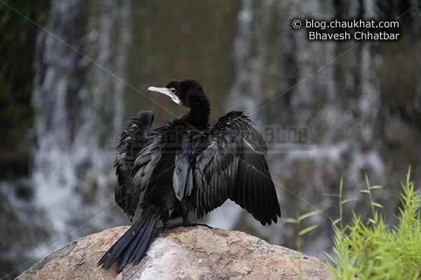 Little Cormorant [Phalacrocorax niger, Microcarbo niger] about to open wings - Photography done at Okayama Garden [AKA Pu La Deshpande Garden] in Pune